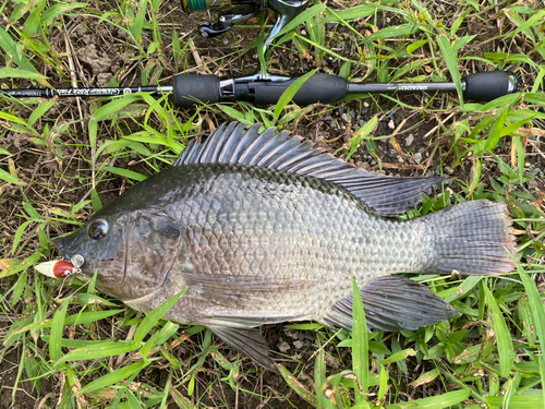 ティラピアの釣果