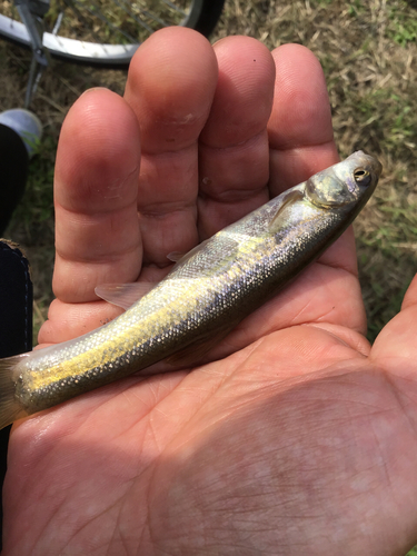 アブラハヤの釣果