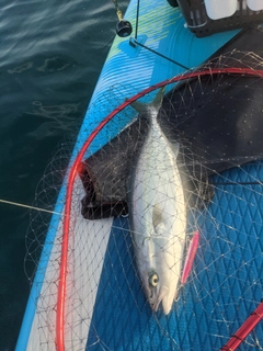 イナダの釣果