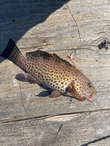 オオモンハタの釣果