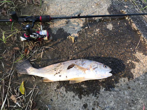 ニベの釣果