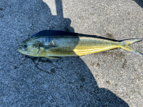 シイラの釣果