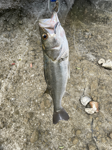 スズキの釣果