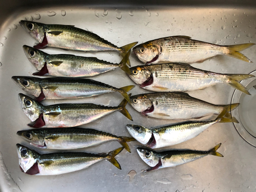 サバの釣果