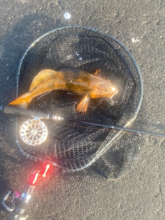 アブラコの釣果