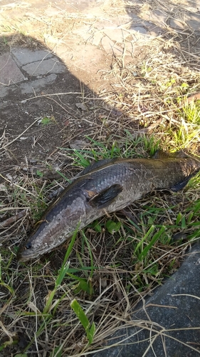 ライギョの釣果