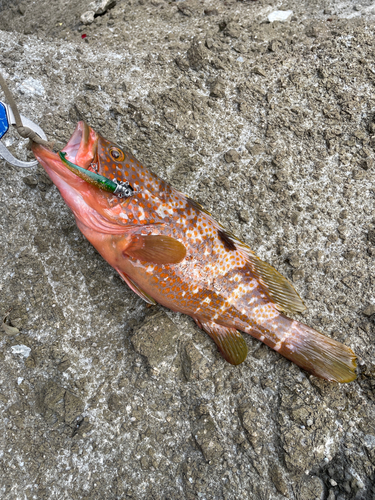 キジハタの釣果