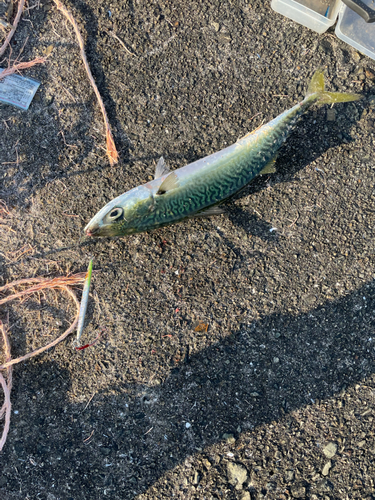 ハマチの釣果