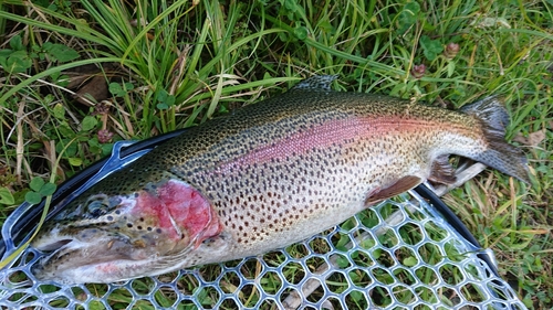 ニジマスの釣果