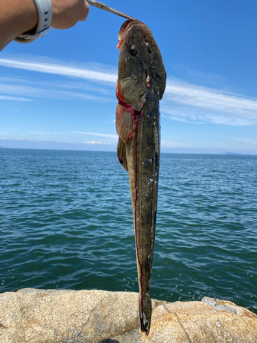 マゴチの釣果