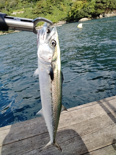 サゴシの釣果