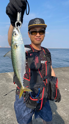 サバの釣果