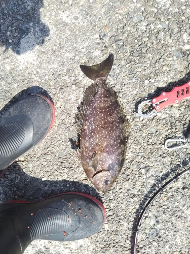 アイゴの釣果