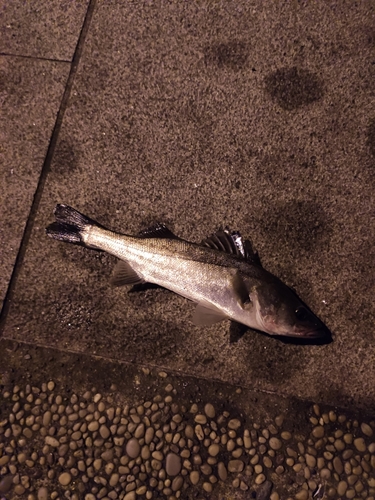 セイゴ（マルスズキ）の釣果