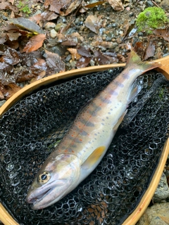 アマゴの釣果