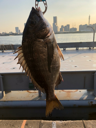 クロダイの釣果