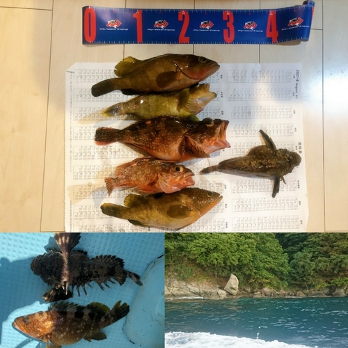 アコウの釣果