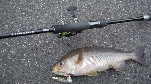 イサキの釣果