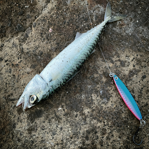 サバの釣果