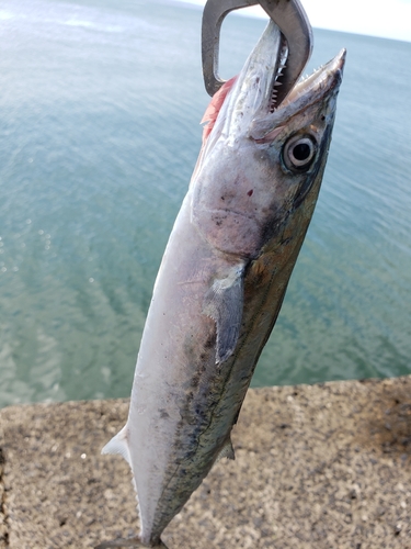 サゴシの釣果