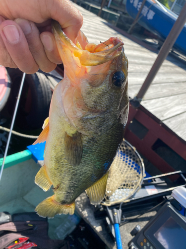 ブラックバスの釣果