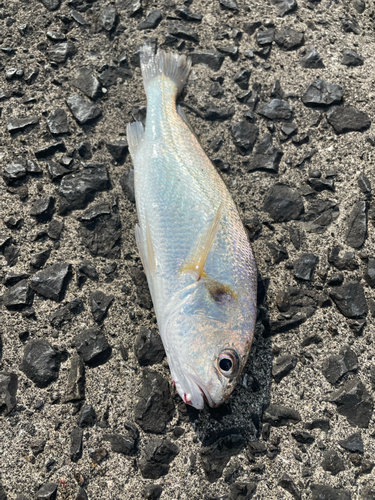 イシモチの釣果