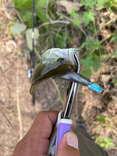 ラージマウスバスの釣果