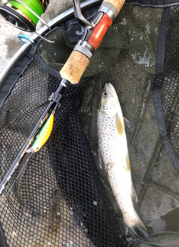 ブラウントラウトの釣果