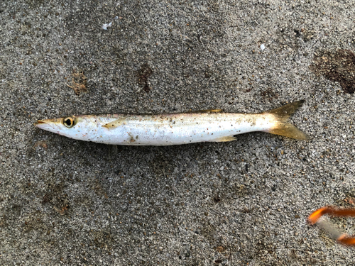 カマスの釣果