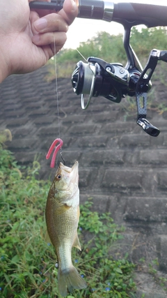 ラージマウスバスの釣果