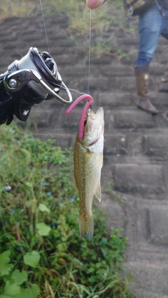 ラージマウスバスの釣果