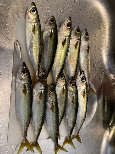 サバの釣果