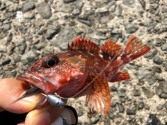 カサゴの釣果