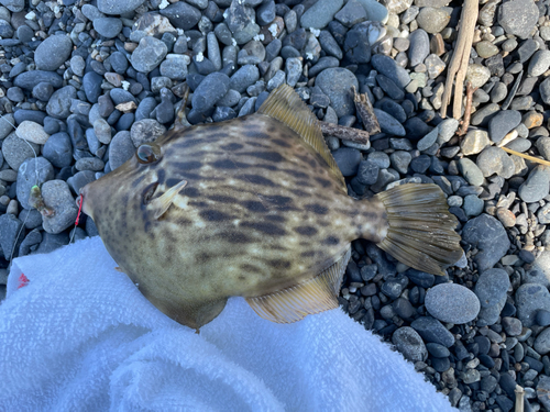 カワハギの釣果