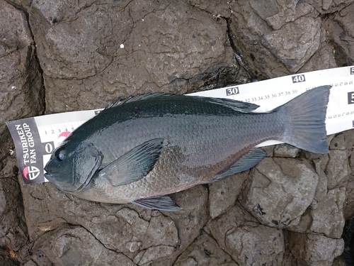 クチブトグレの釣果