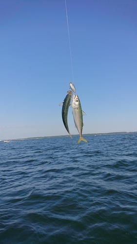 サバの釣果