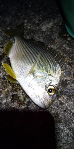 ヘダイの釣果