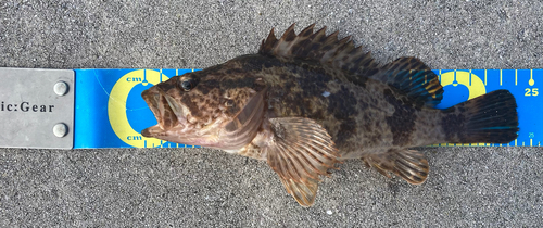 タケノコメバルの釣果