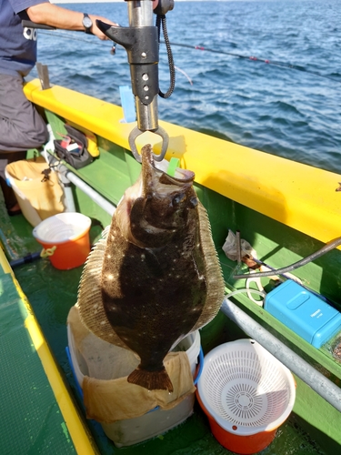 ヒラメの釣果