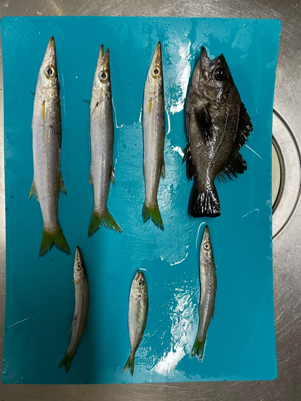 カマス