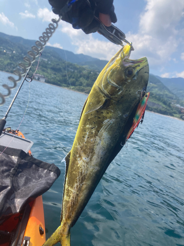 シイラの釣果