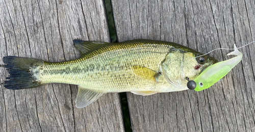 ブラックバスの釣果