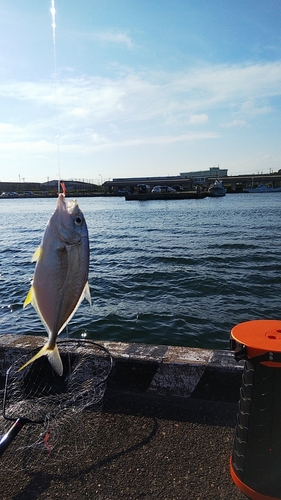 シマアジの釣果