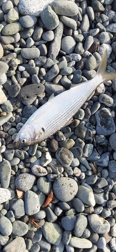 コノシロの釣果