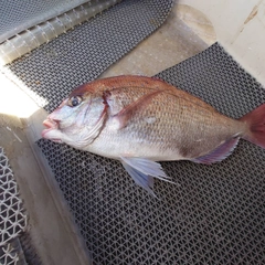 ハナダイの釣果