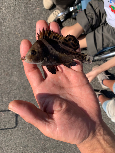 コショウダイの釣果