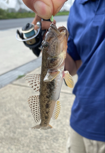 マハゼの釣果