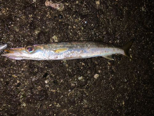 カマスの釣果