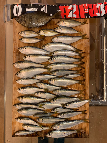 千葉県で釣れたアイゴの釣り・釣果情報 - アングラーズ