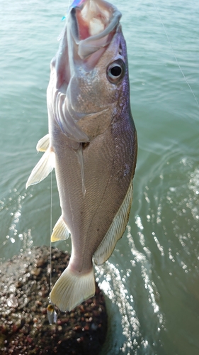 ニベの釣果